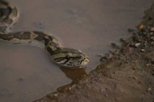 image of rock_python