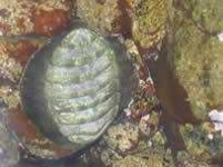 image of chiton