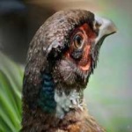 image of bird