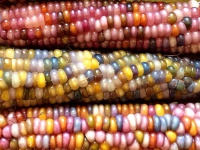 image of corn #19