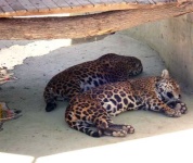 image of jaguar_car
