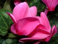 image of flower
