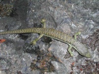 image of alligator_lizard