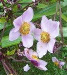 image of flower
