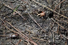 image of fiddler_crab