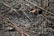 image of fiddler_crab #23