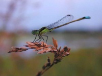image of damselfly