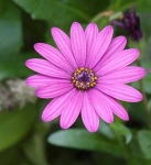 image of flower