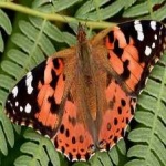 image of painted_butterfly #28