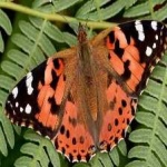 image of animal