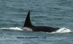 image of killer_whale #10