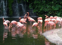 image of flamingo