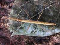 image of walking_stick