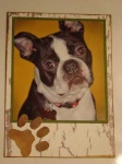 image of boston_bull
