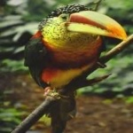 image of bird