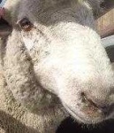 image of animal