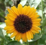 image of sunflower #26