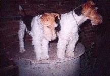 image of wire_haired_fox_terrier