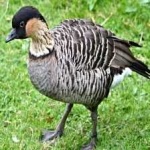 image of bird