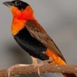 image of bird
