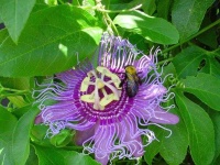 image of passion_flower #3