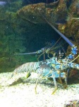image of spiny_lobster