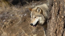 image of wolf #45