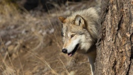 image of animal
