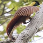 image of bird