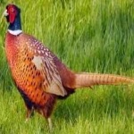 image of ring_necked_pheasant #17