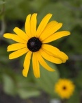 image of flower