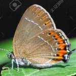 image of animal