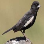 image of bird