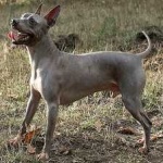 image of animal