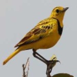 image of bird