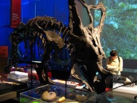 image of triceratops