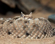 image of sidewinder