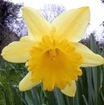 image of flower