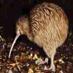 image of bird