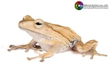 image of animal