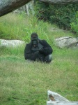 image of gorilla