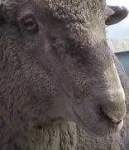image of animal