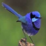 image of bird