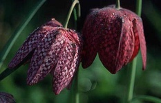 image of flower