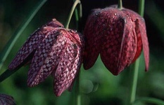 image of fritillary #23