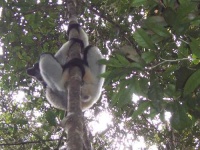 image of indri