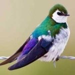 image of bird