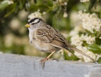 image of animal