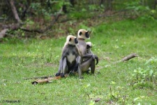 image of langur