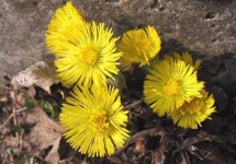 image of flower